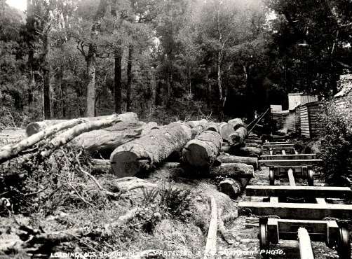 Felled logs lie next to a rail track
