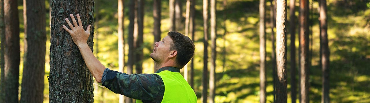 Forestry working wears a high-vis vest. He his hand on the trunk of a tree