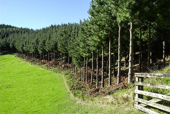 A green paddock with a stand of pine trees on the other side of a fence 