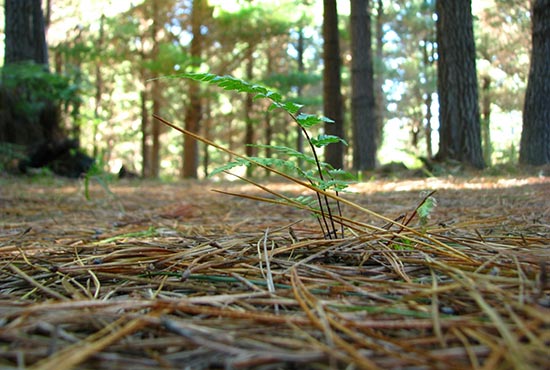 A fern growing up through pine needles on forest floor