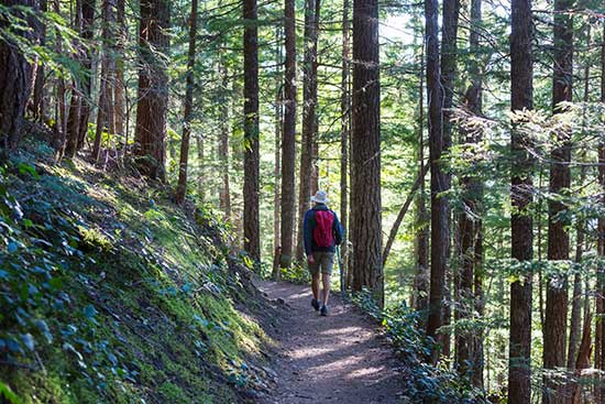 Man walking away from the camera on a track through tall pine trees