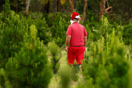 Man dressed in red with a santa hat looks away from the camera. he is surrounded by small pine trees  to be harvested for christmas trees
