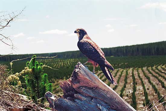 Kārearea falcon perches on a weathered stump. Young pine trees in lines in the background.