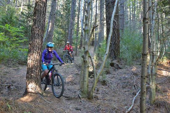 Two mountain bikers weaving their bikes through the trunks of a mature pine forest. The forest floor is carpeted with pine needles