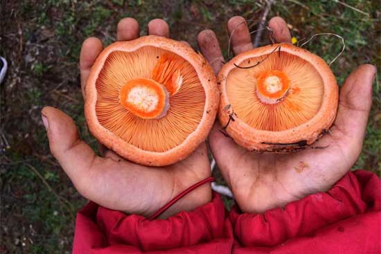 Two hands hold a large mushroom in each