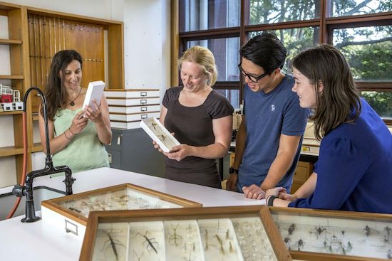 Four students looking at insect specimens in a lab