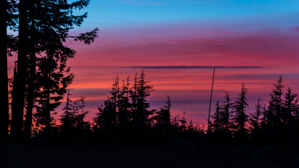 a deep purple sunset above the tips of trees in a pine forest